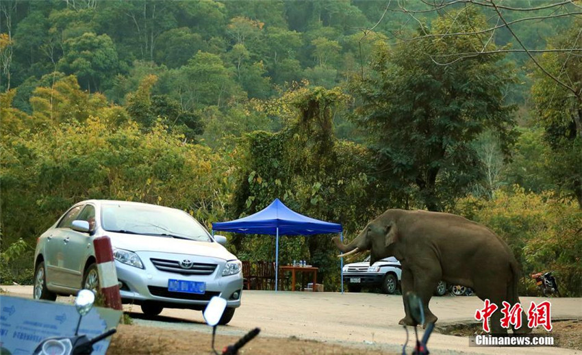 Wilder Elefant „spielt“ gern mit Autos