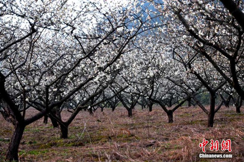 Blumenmeer in Zhejiang