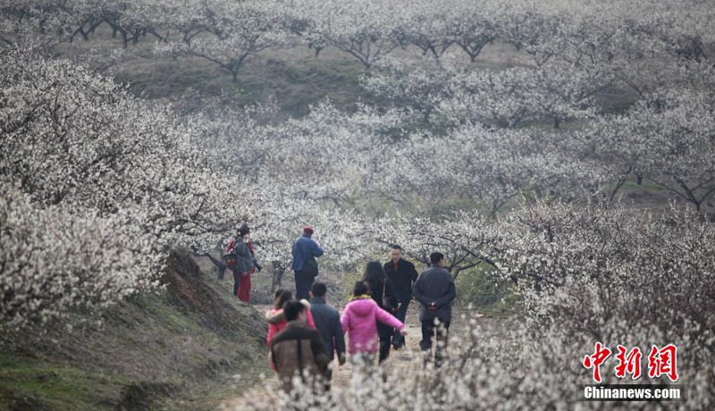 Blumenmeer in Zhejiang