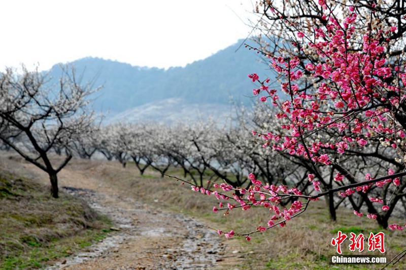 Blumenmeer in Zhejiang