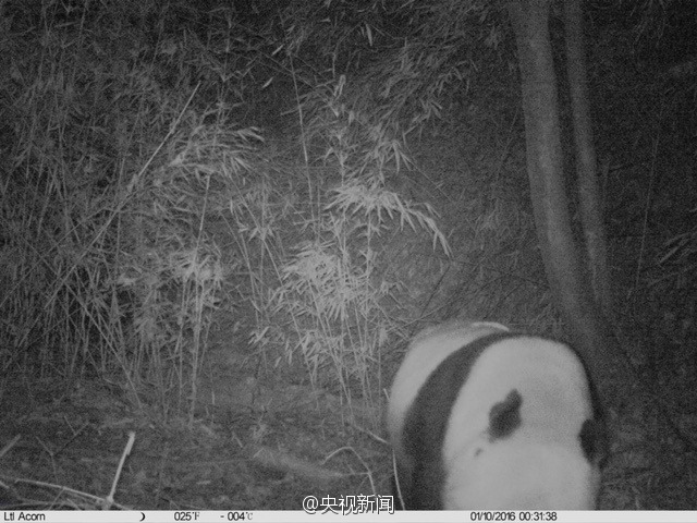 Wilder Panda in Shaanxi entdeckt