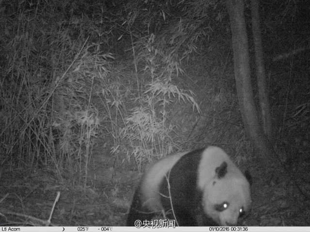 Wilder Panda in Shaanxi entdeckt