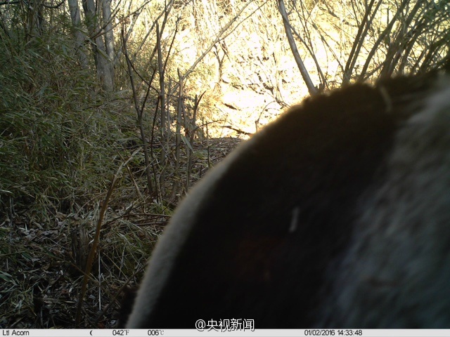Wilder Panda in Shaanxi entdeckt