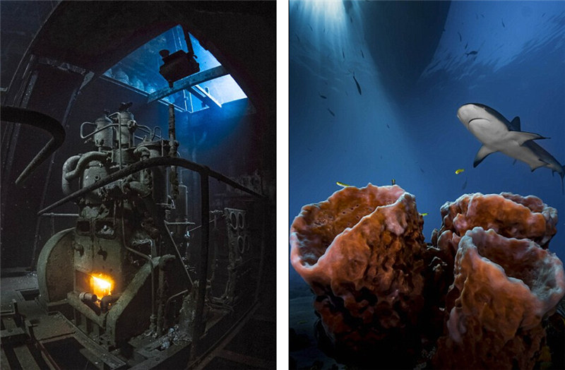 2016 Underwater Photography Contest: „Gold“ gewinnt