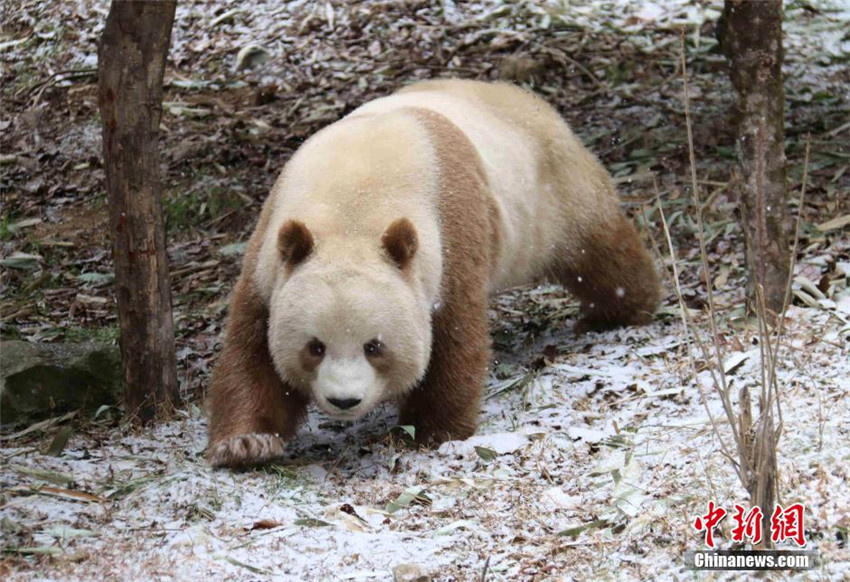 Qi Zai – Der einzige braune Panda der Welt