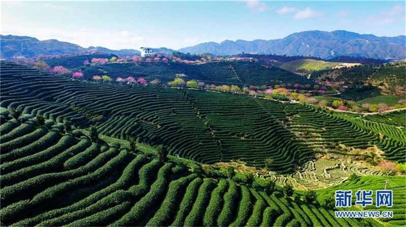 Wunderschöne Kirschblüten im Teegarten in Fujian