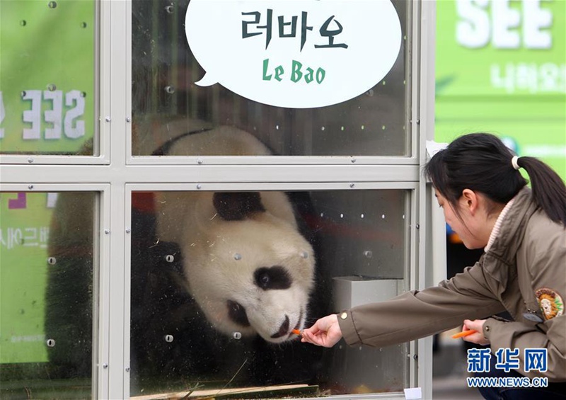 Chinesisches Panda-Pärchen erreicht Südkorea