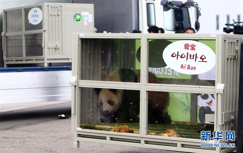 Chinesisches Panda-Pärchen erreicht Südkorea