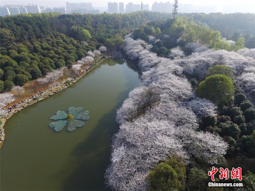 Luftbilder: Kirschblüten in Hunan
