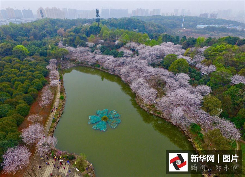 Luftbilder: Kirschblüten in Hunan