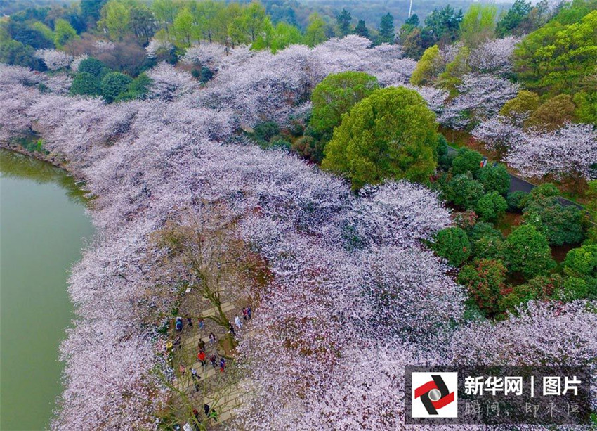 Luftbilder: Kirschblüten in Hunan