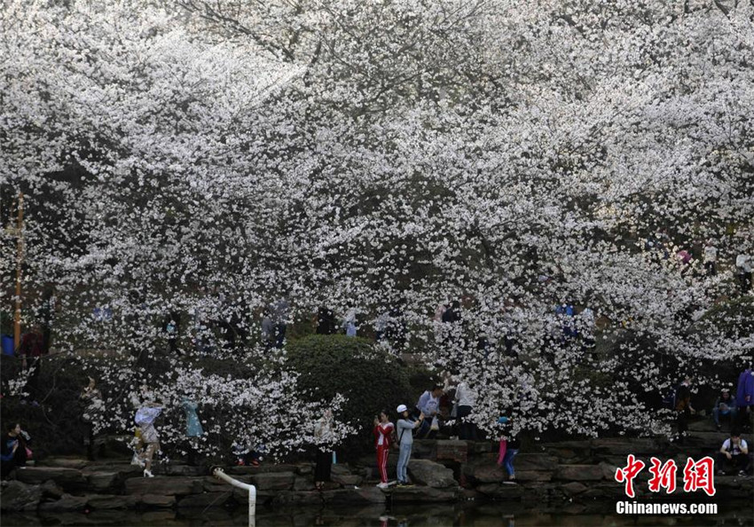 Luftbilder: Kirschblüten in Hunan