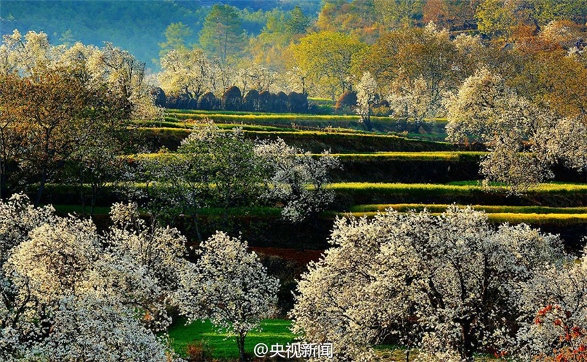 Idyllische Birnenblüte in Yunnan