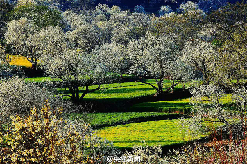 Idyllische Birnenblüte in Yunnan