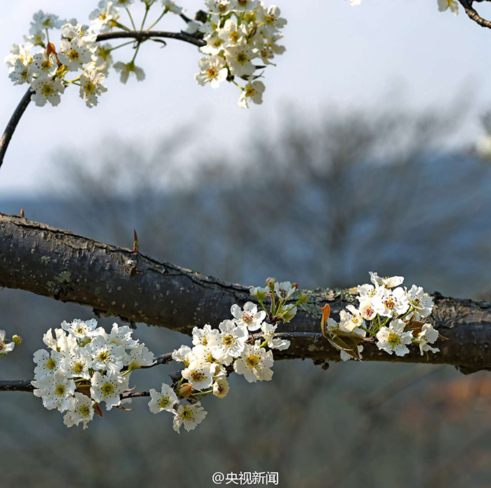 Idyllische Birnenblüte in Yunnan