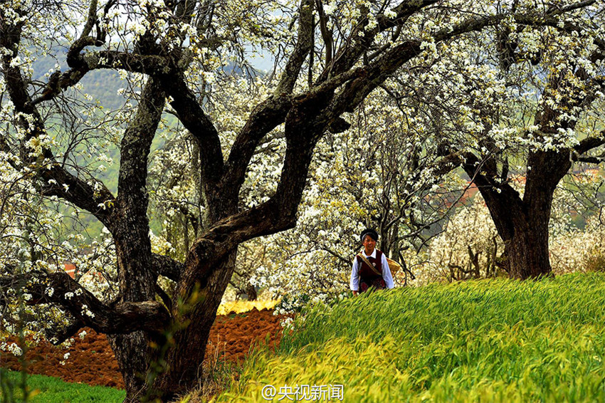 Idyllische Birnenblüte in Yunnan