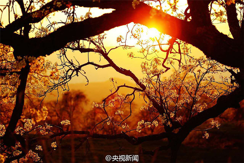 Idyllische Birnenblüte in Yunnan