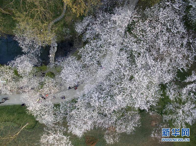 Kirschblüte in Hangzhou 
