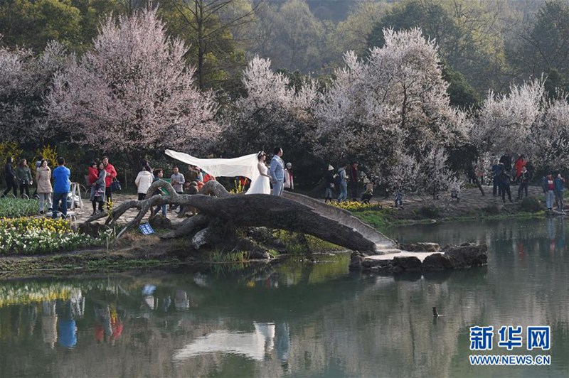 Kirschblüte in Hangzhou 