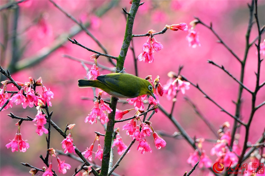 Frühlingsfarben im Botanischen Garten in Xiamen