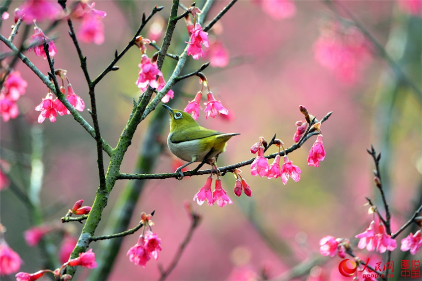 Frühlingsfarben im Botanischen Garten in Xiamen