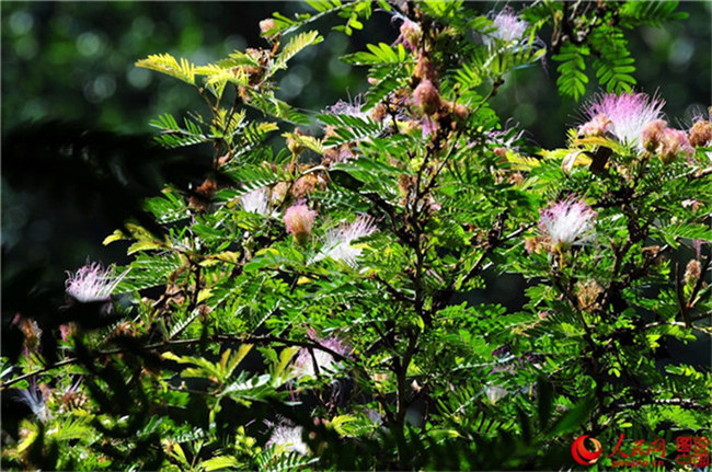 Frühlingsfarben im Botanischen Garten in Xiamen