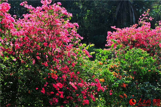 Frühlingsfarben im Botanischen Garten in Xiamen