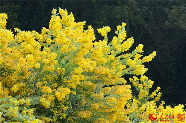 Frühlingsfarben im Botanischen Garten in Xiamen