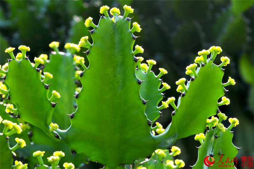 Frühlingsfarben im Botanischen Garten in Xiamen