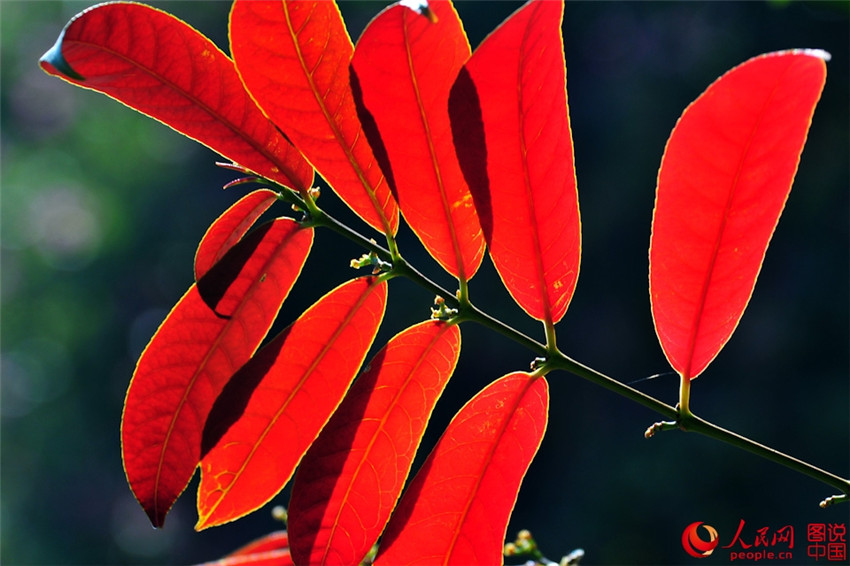 Frühlingsfarben im Botanischen Garten in Xiamen