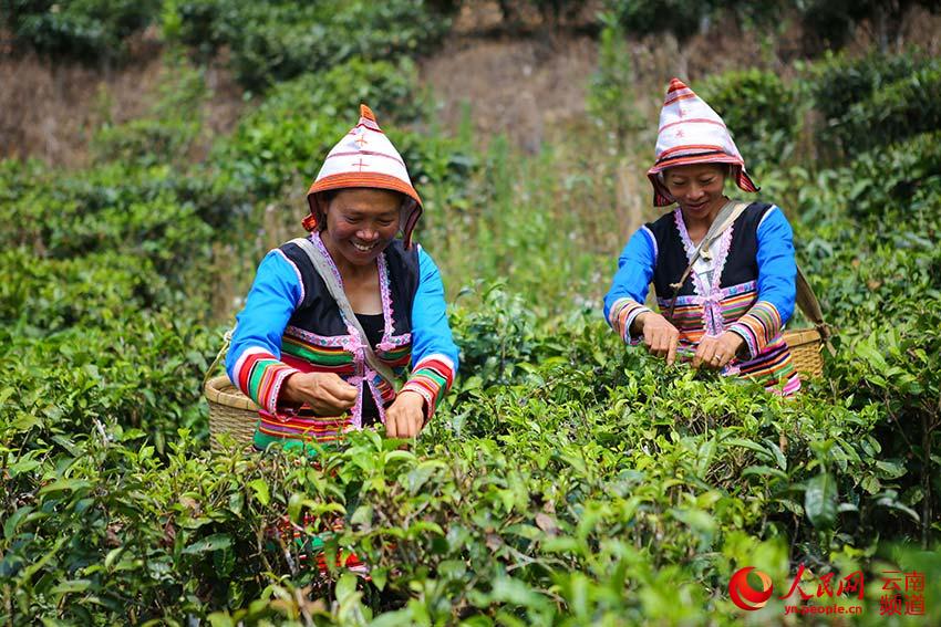 Das Jino-Volk erntet Frühlingstee in Yunnan