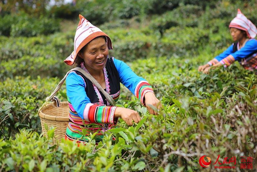 Das Jino-Volk erntet Frühlingstee in Yunnan