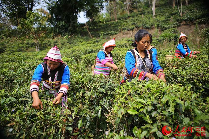 Das Jino-Volk erntet Frühlingstee in Yunnan