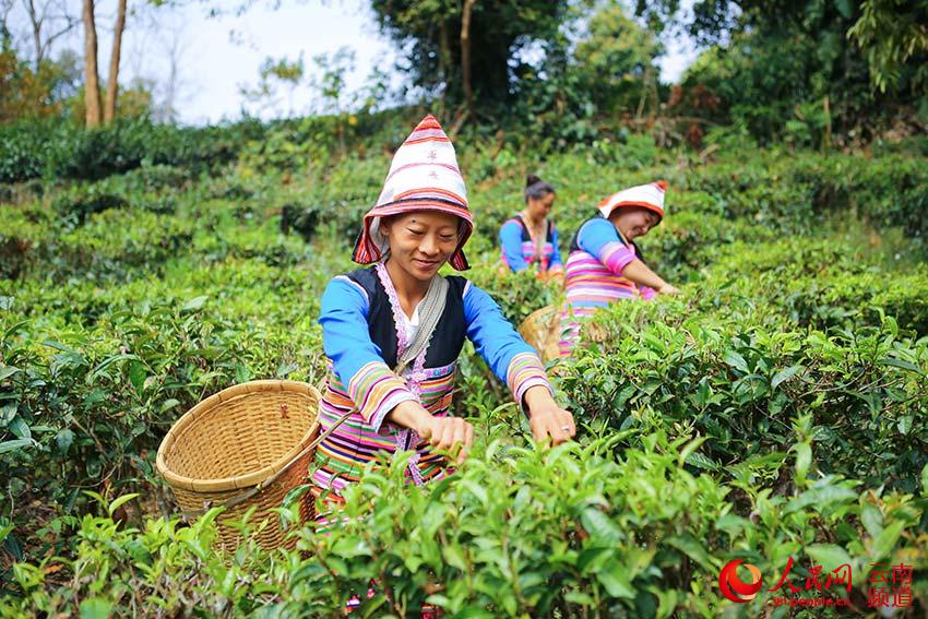 Das Jino-Volk erntet Frühlingstee in Yunnan