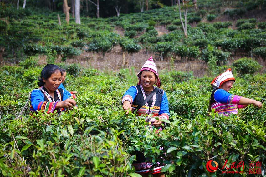 Das Jino-Volk erntet Frühlingstee in Yunnan