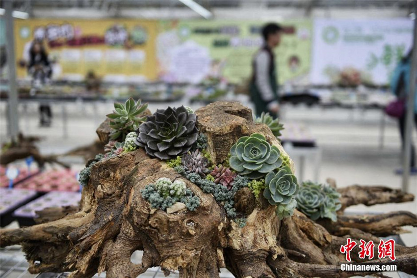 Sukkulenten-Ausstellung in Hunan