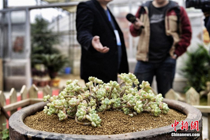 Sukkulenten-Ausstellung in Hunan