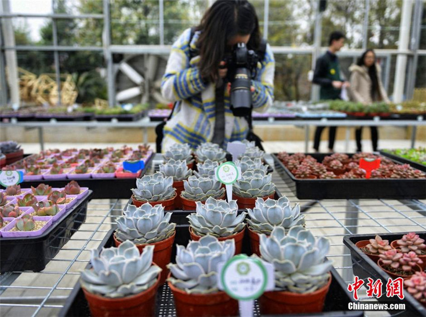 Sukkulenten-Ausstellung in Hunan