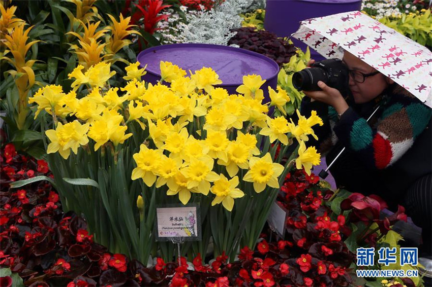 Die Blumenschau in Hongkong geht zu Ende