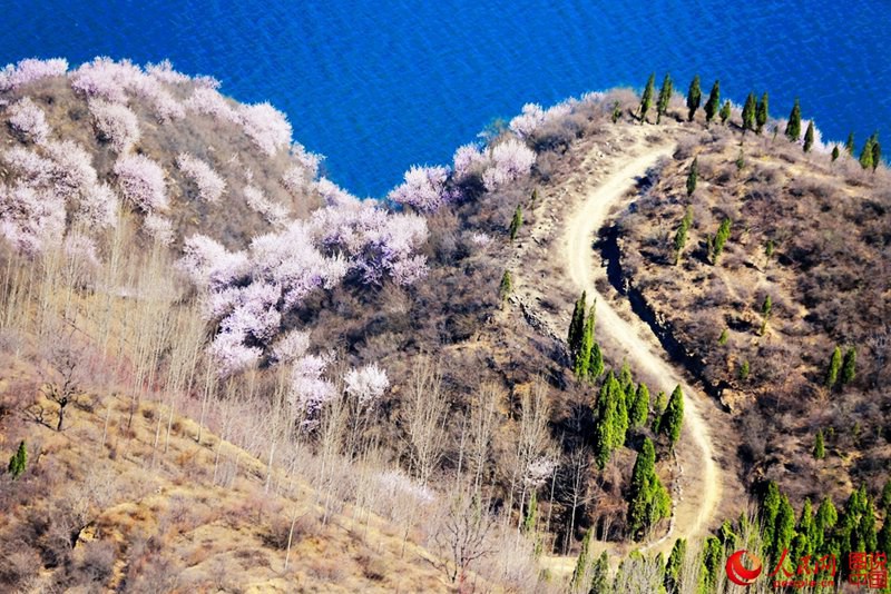 Frühlings-Pfirsichblüten im Jingzixian-Gebirge