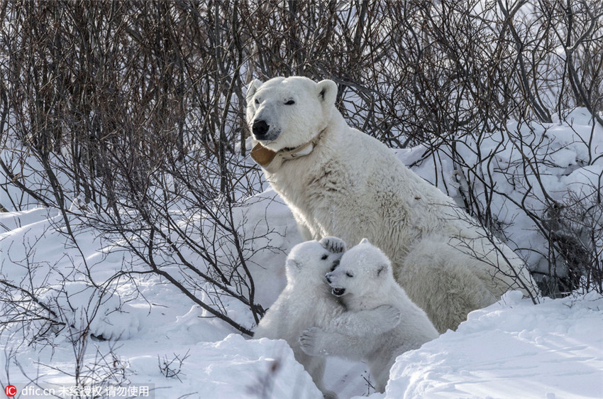 Entzückende Momente der Eisbärenbabys