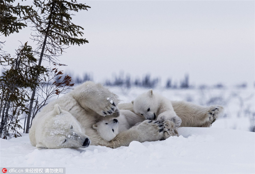 Entzückende Momente der Eisbärenbabys
