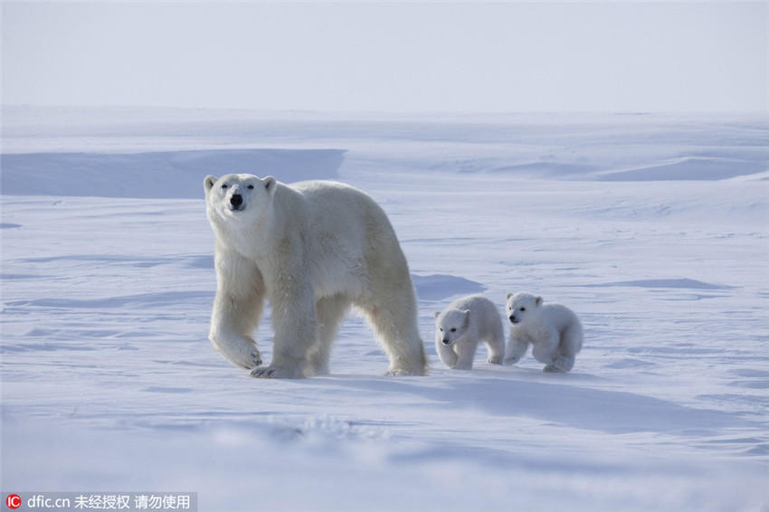 Entzückende Momente der Eisbärenbabys