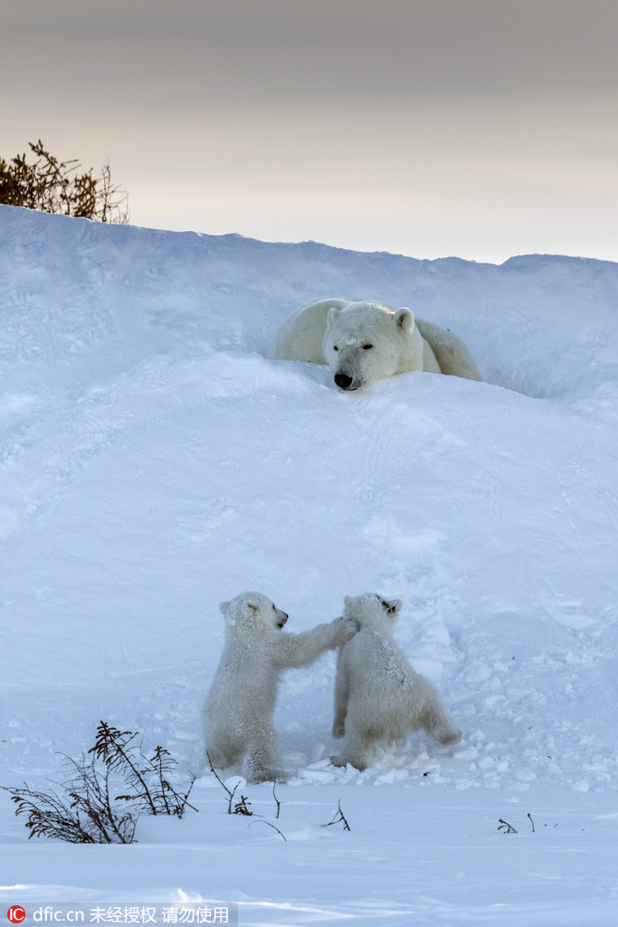 Entzückende Momente der Eisbärenbabys