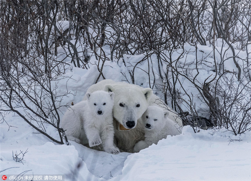 Entzückende Momente der Eisbärenbabys