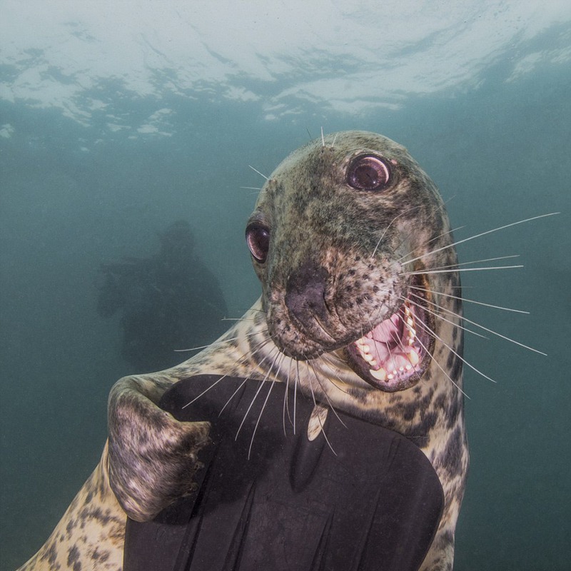 Die besten Unterwasserfotos der Welt