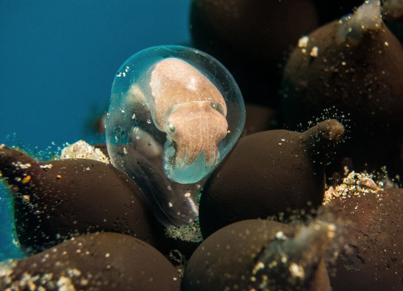 Die besten Unterwasserfotos der Welt