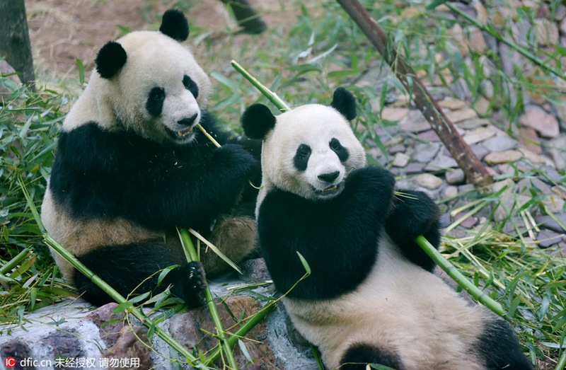 „Kung-Fu-Panda“ in Luoyang