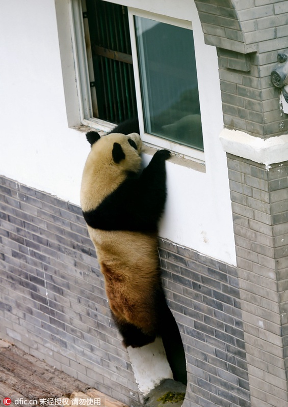 „Kung-Fu-Panda“ in Luoyang