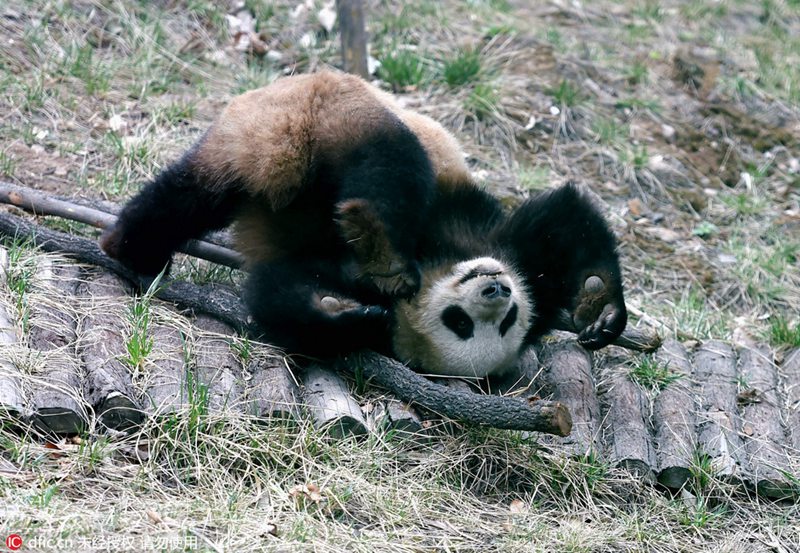 „Kung-Fu-Panda“ in Luoyang